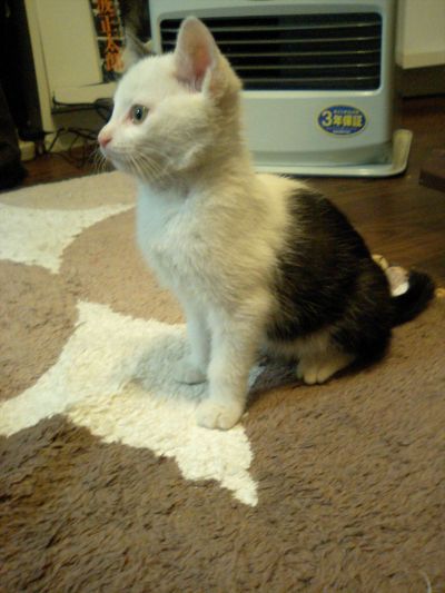 f:id:onsen222:20191027152801j:plain