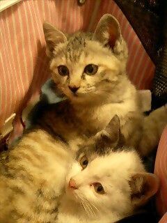 f:id:onsen222:20191027152807j:plain