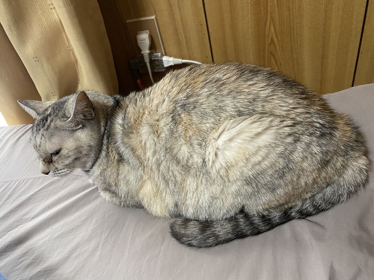 f:id:onsen222:20210407004603j:plain