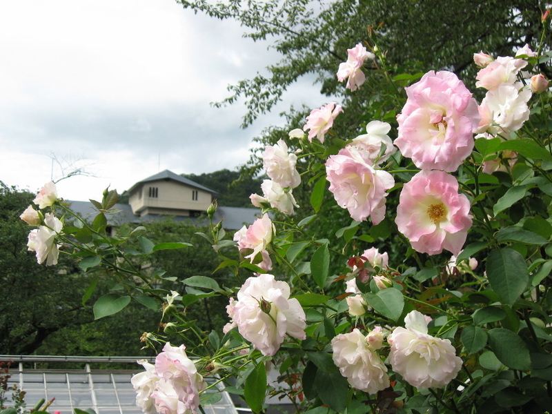 岩手県 花巻温泉 バラ園へ 温泉巡り旅の醍醐味