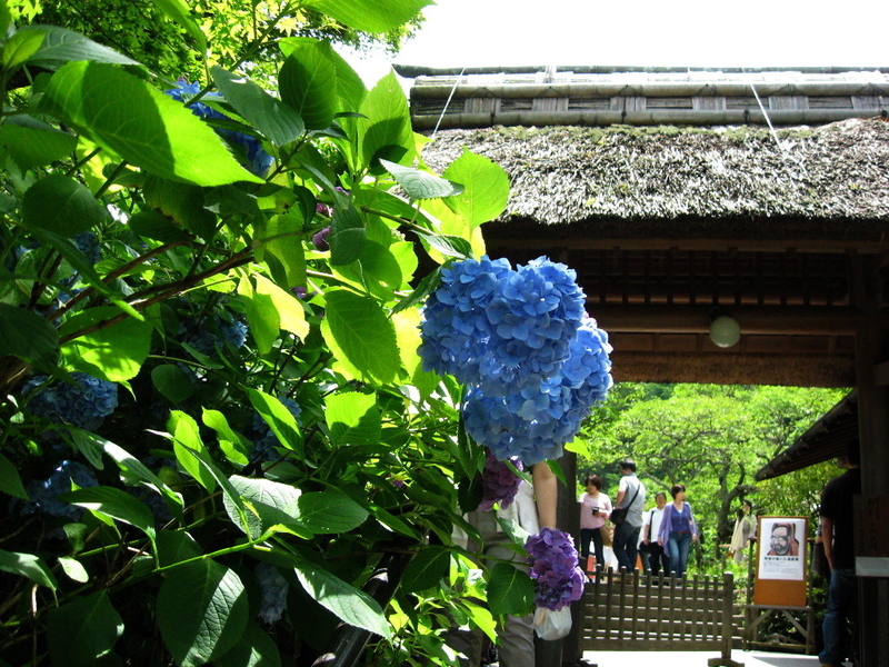 北鎌倉 東慶寺のアジサイとイワタバコ 温泉巡り旅の醍醐味