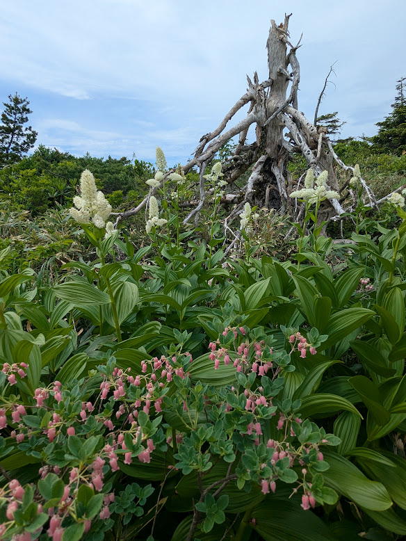 蔵王・御田の神湿原のお花 - おんせんたまごのお気楽日記