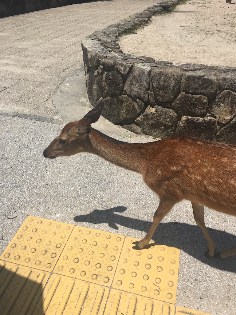 f:id:onsoku-nekopanchi:20180717232121j:image f:id:onsoku-nekopanchi:20180717232121j:image