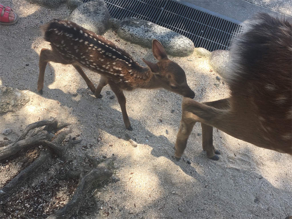 f:id:onsoku-nekopanchi:20180717232540j:image f:id:onsoku-nekopanchi:20180717232540j:image