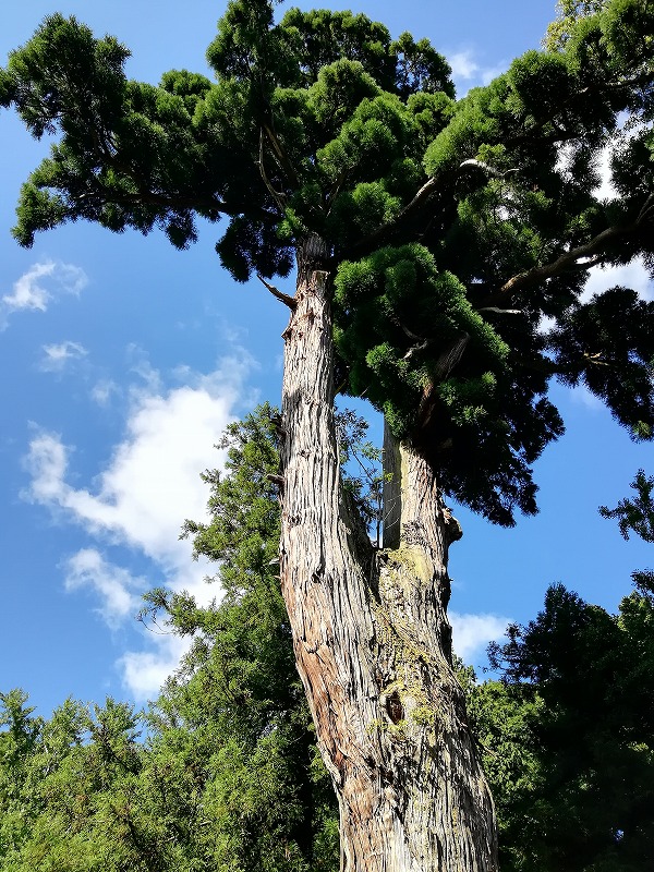 f:id:onwatokukou:20211230101419j:plain