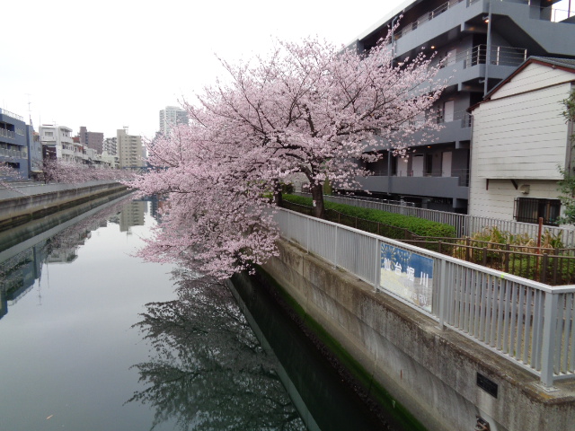 令和４年 仙台堀川の桜 大江戸深川 ご隠居生活