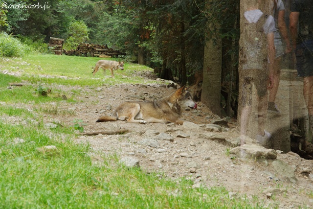 f:id:ooenoohji:20170828045312j:plain wolf-alpha-animal-park