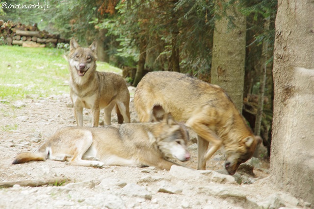 f:id:ooenoohji:20170828051811j:plain wolf-alpha-animal-park