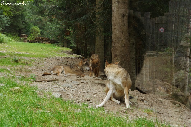 f:id:ooenoohji:20170828051901j:plain wolfs