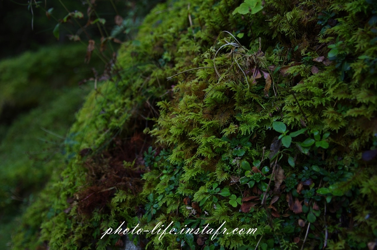 Pentax K-5 + Pentax-DAズーム 16-45mm f4の作例：苔