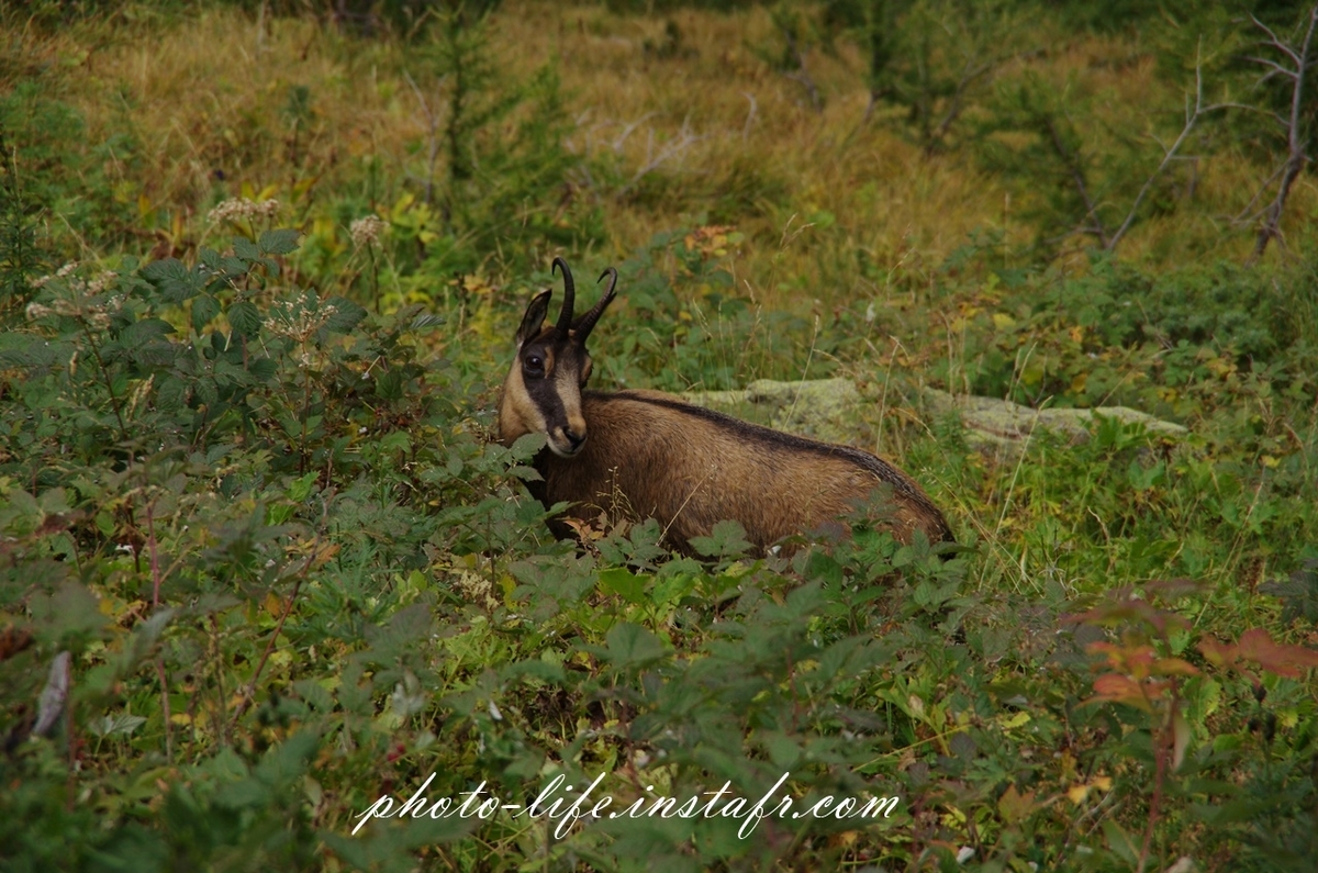 Pentax K-5 + Pentax 18-135mm f3.5-5.6で撮影したchamois（山岳地帯に住む野生ヤギ）