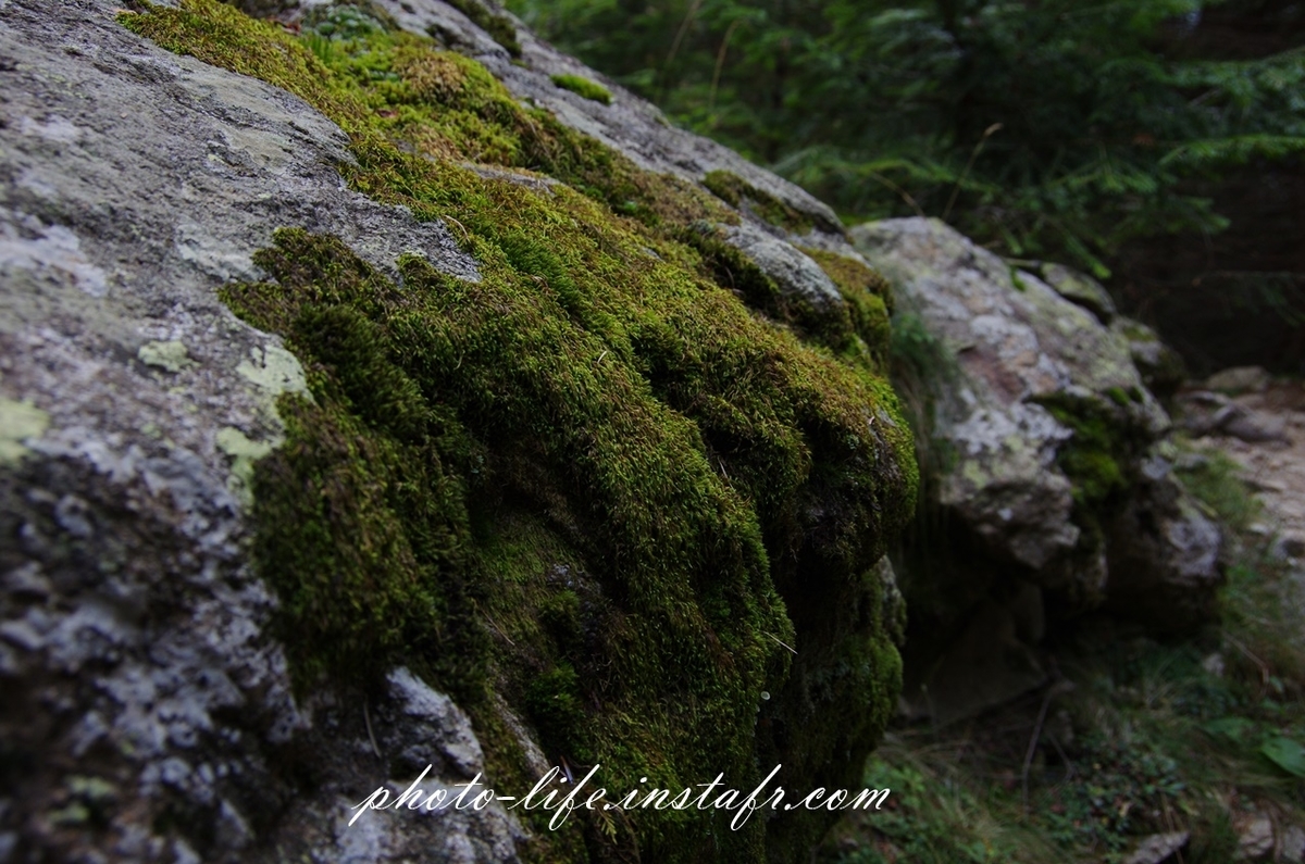 Pentax K-5 + Pentax 18-135mm f3.5-5.6の作例：コケ