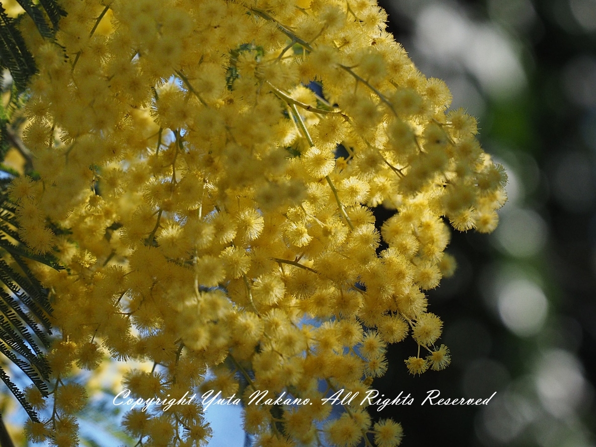 Panasonic LUMIX G Vario 35-100mm f4.0-5.6 でミモザを撮影