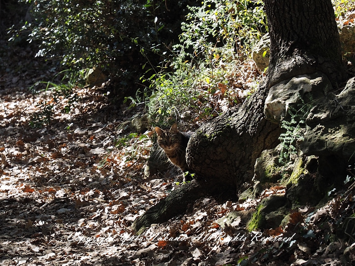 LUMIX G 35-100mm f4.0-5.6で撮影した猫写真(望遠端)