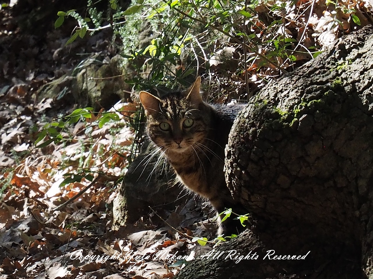 LUMIX G 35-100mm f4.0-5.6で撮影したネコ