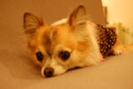 f:id:oogley:20080129140642j:image