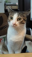 f:id:oogley:20120203215600j:image