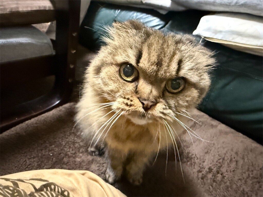 f:id:oogley:20251114173008j:image f:id:oogley:20251114173008j:image