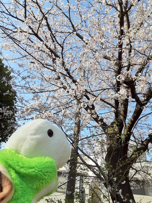 大口公園、桜が咲いてます - 横浜大口街歩き