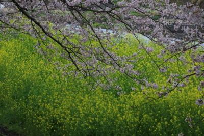 f:id:oohashi1122:20170412064821j:image