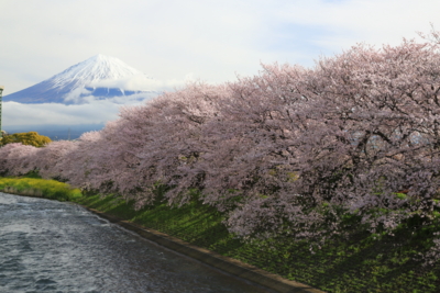 f:id:oohashi1122:20170412074245j:image