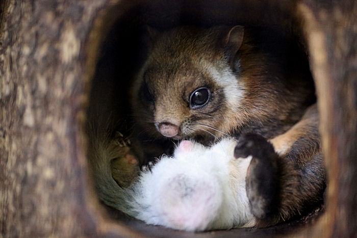 f:id:ooinunohuguri:20200422135440j:plain