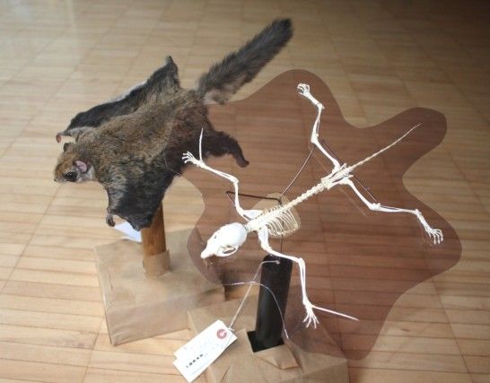 f:id:ooinunohuguri:20200423071044j:plain