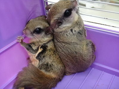 f:id:ooinunohuguri:20200423082131j:plain