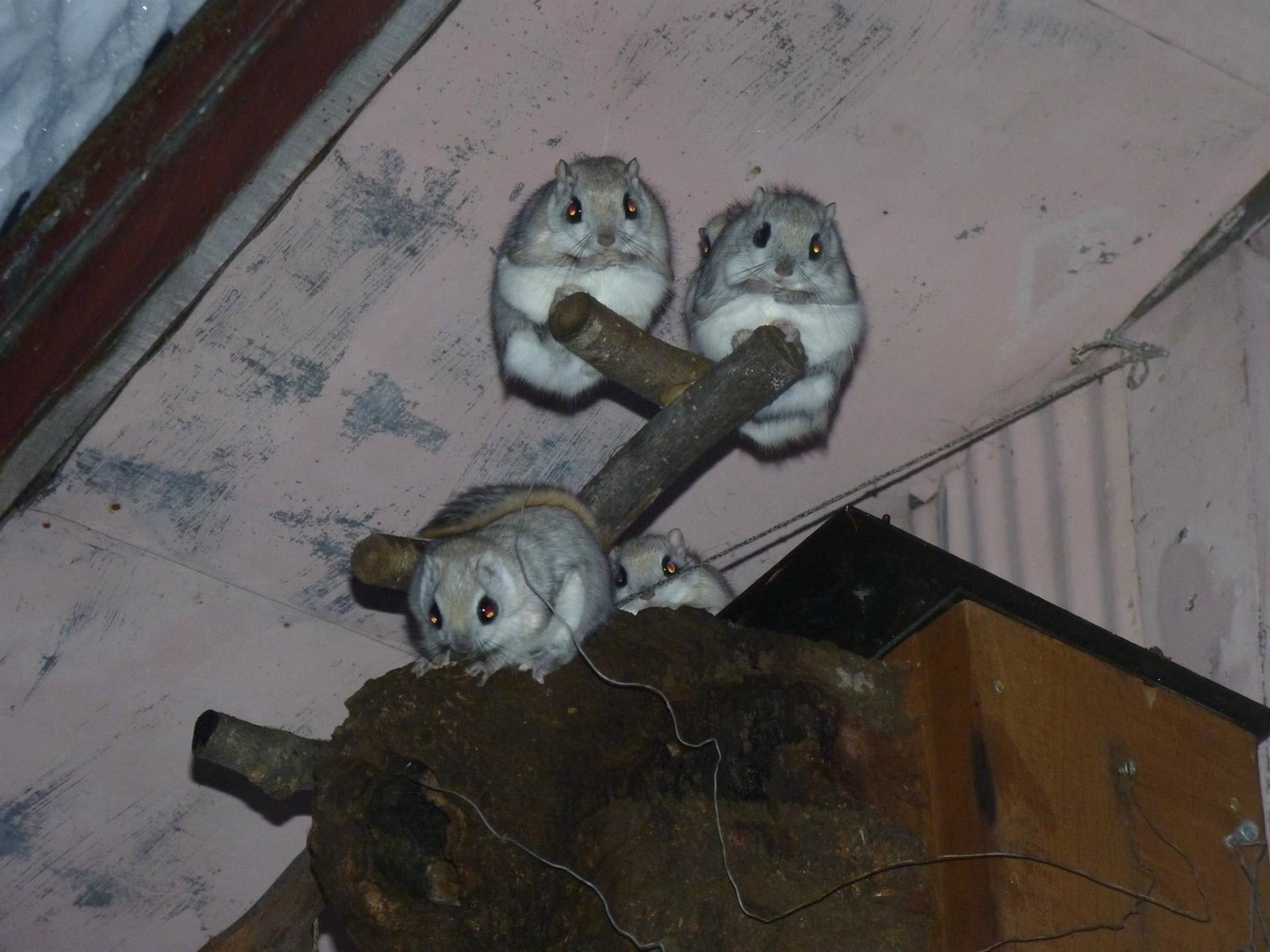 f:id:ooinunohuguri:20200423113148j:plain