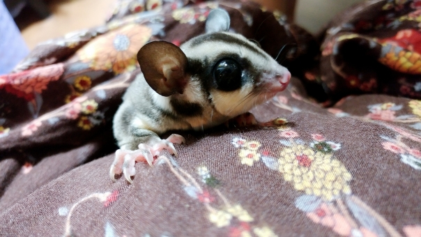 f:id:ooinunohuguri:20200423113236j:plain