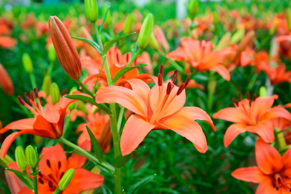 f:id:ooinunohuguri:20200514140649j:plain f:id:ooinunohuguri:20200514140649j:plain