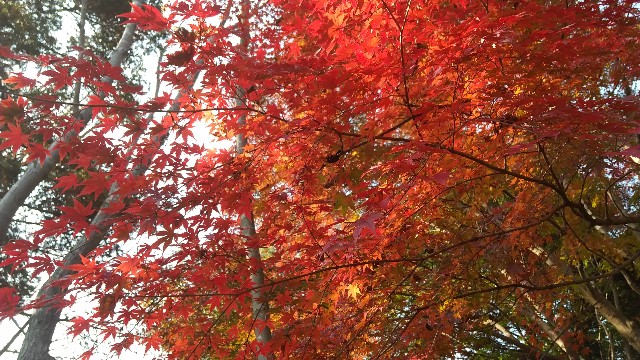 f:id:oojiro_026:20211205171317j:image