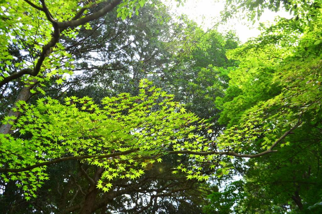 f:id:ookazuma:20160623083305j:plain