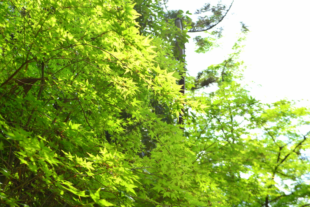 f:id:ookazuma:20160623092708j:plain