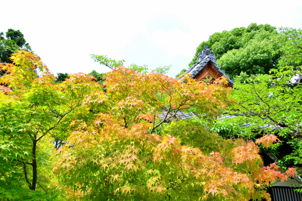 f:id:ookazuma:20160623092755j:plain