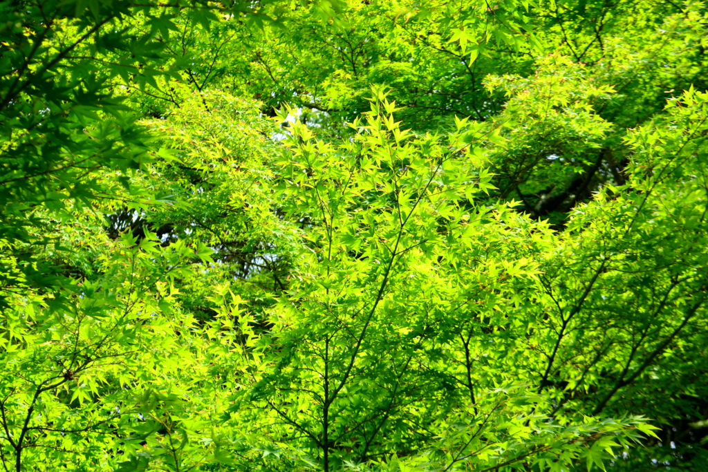 f:id:ookazuma:20160623092855j:plain