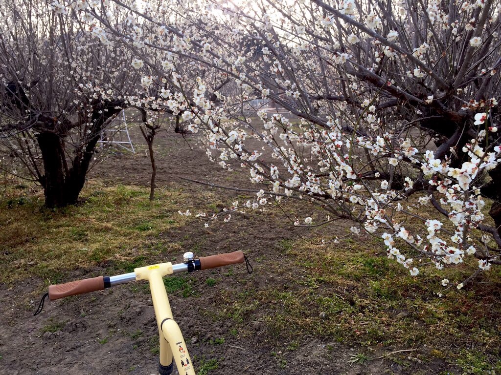 f:id:ookina_suika:20200305083523j:image f:id:ookina_suika:20200305083523j:image