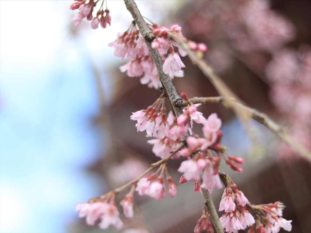 f:id:ookina_suika:20200316094449j:image f:id:ookina_suika:20200316094449j:image