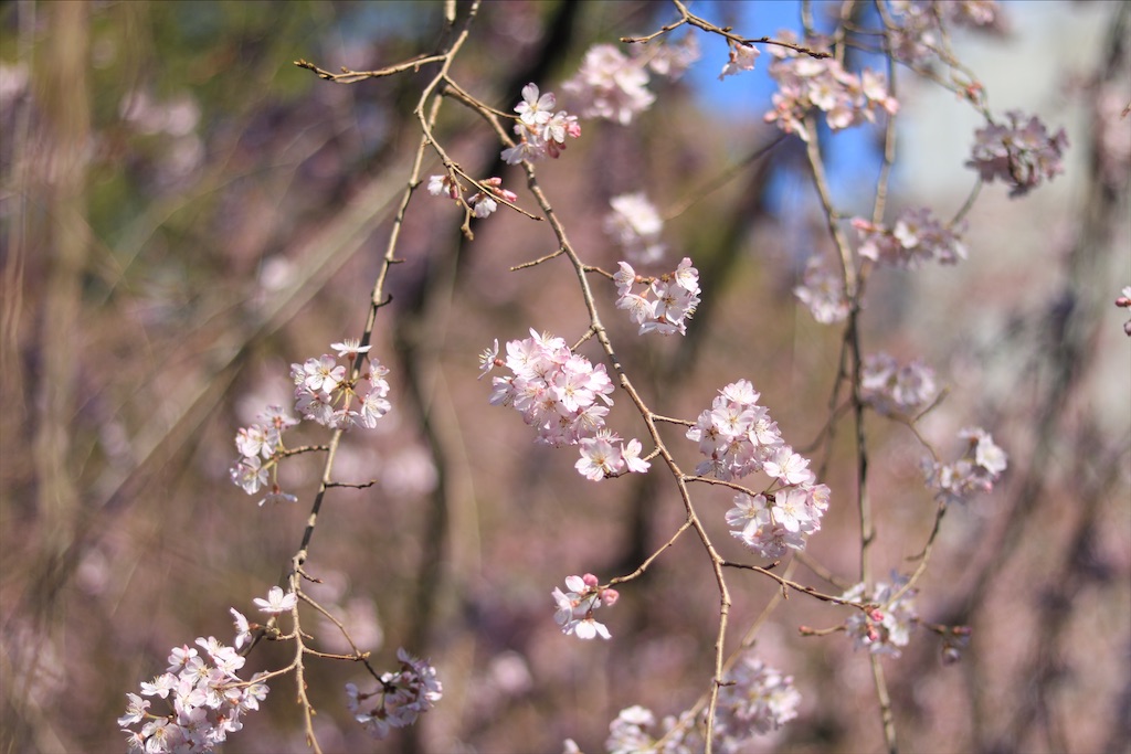 f:id:ookina_suika:20200316094458j:image f:id:ookina_suika:20200316094458j:image