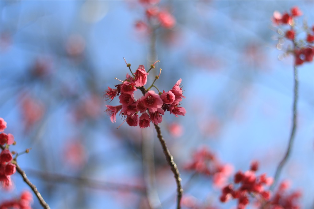 f:id:ookina_suika:20200316094502j:image f:id:ookina_suika:20200316094502j:image