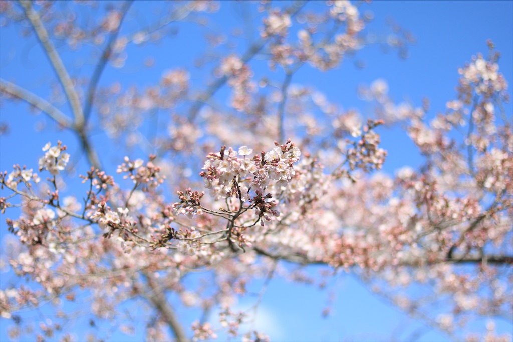 f:id:ookina_suika:20200316094506j:image f:id:ookina_suika:20200316094506j:image