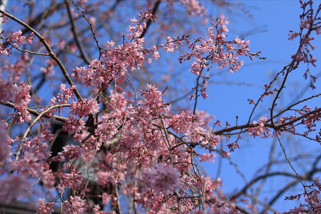 f:id:ookina_suika:20200316094520j:image f:id:ookina_suika:20200316094520j:image