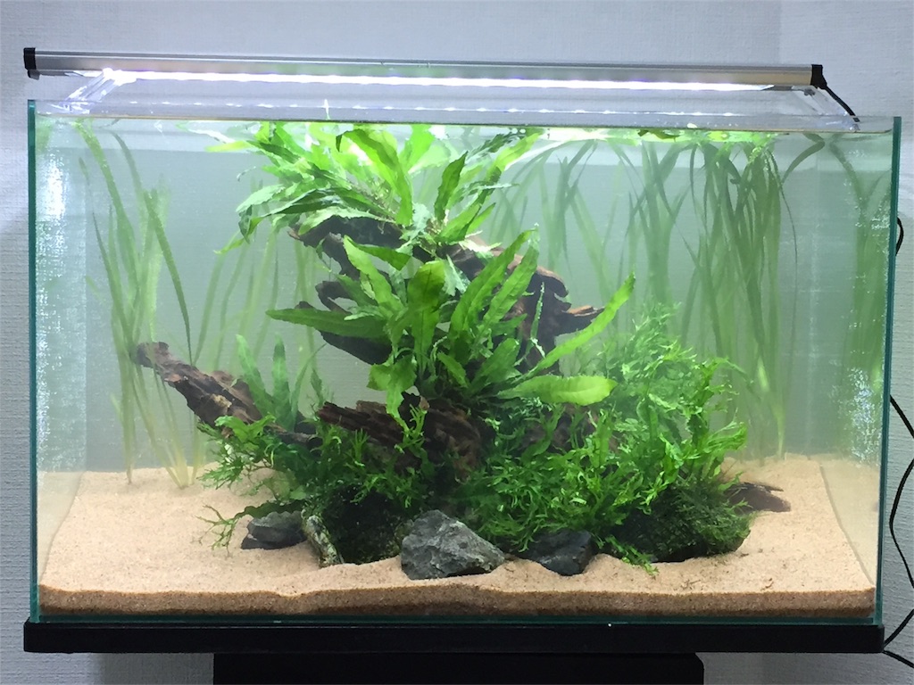 f:id:ookubo313:20170101170758j:image