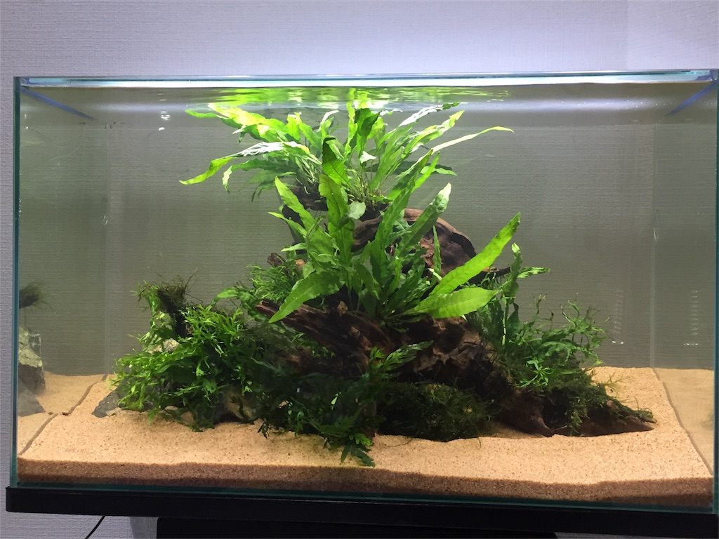 f:id:ookubo313:20170101170908j:image