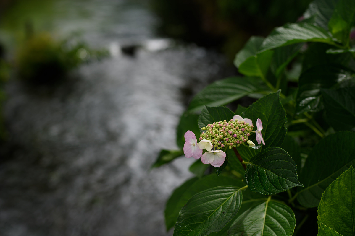f:id:ookumaneko127:20190628060144j:plain