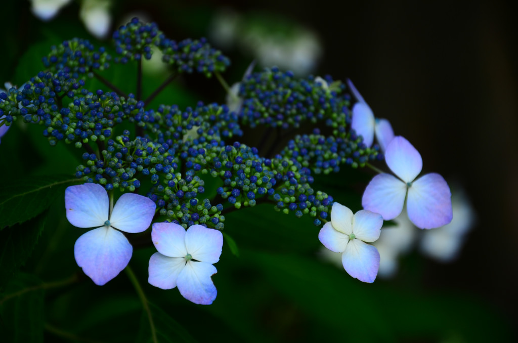 f:id:ookumaneko127:20190629084844j:plain