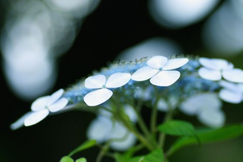 f:id:ookumaneko127:20190710110012j:plain f:id:ookumaneko127:20190710110012j:plain