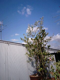 イメージ 3