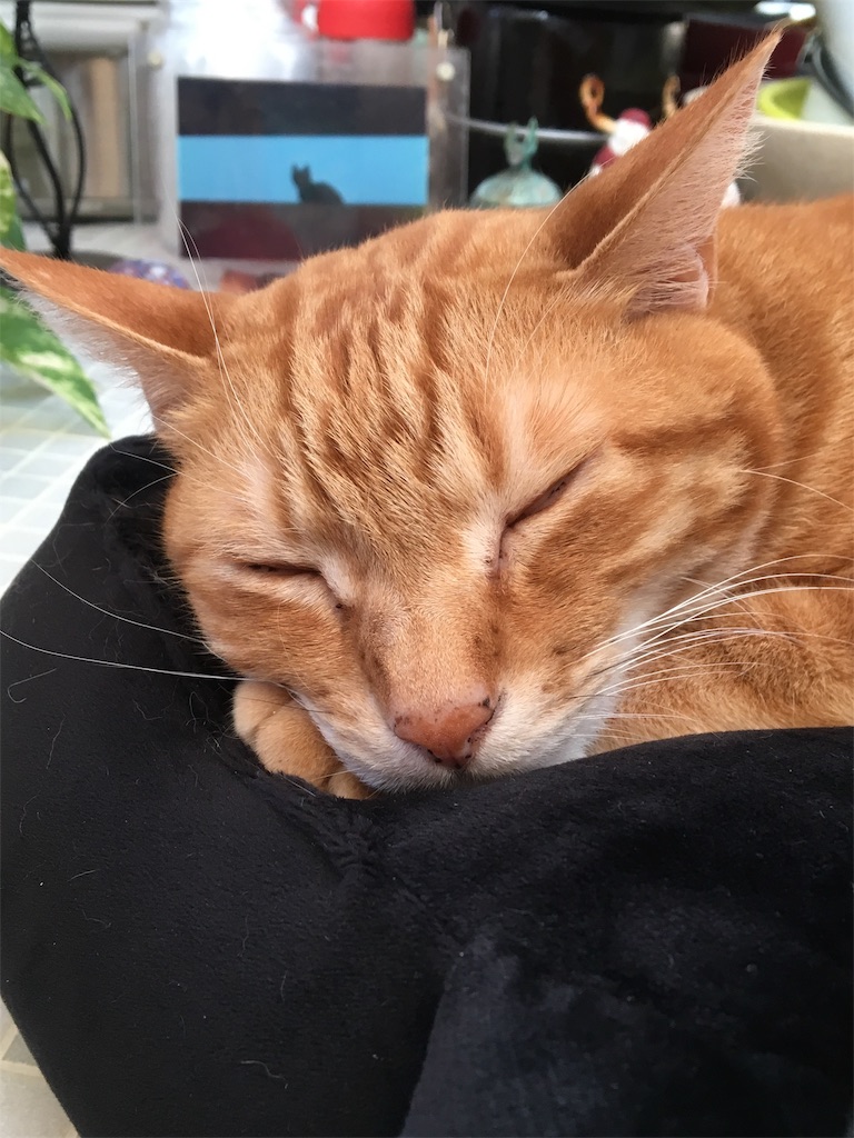 f:id:ookusasann:20191005075253j:image