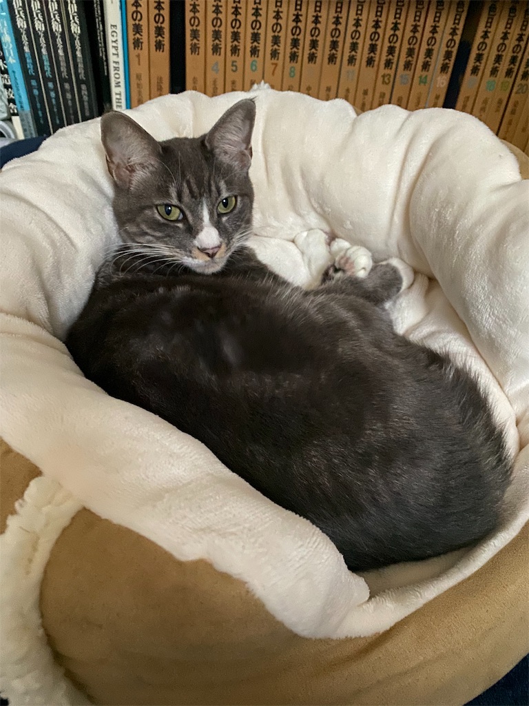 f:id:ookusasann:20191017162408j:image